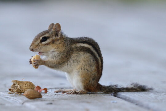 squirrel eating nut