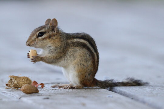 squirrel eating nut