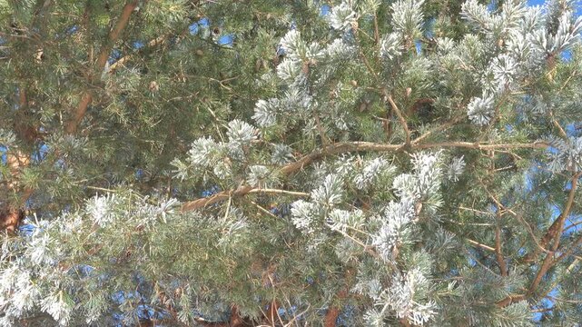 The real image of the Russian winter. Siberian Pinus (pine) covered with snow and white frost. A heady frosty sunny day