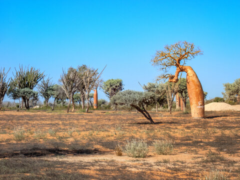 Baobab Scenery along route Ancienne N9 from Toliara to Andavadoaka, Madagascar