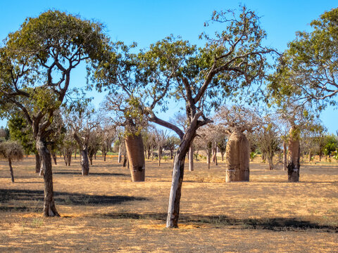 Baobab Scenery along route Ancienne N9 from Toliara to Andavadoaka, Madagascar