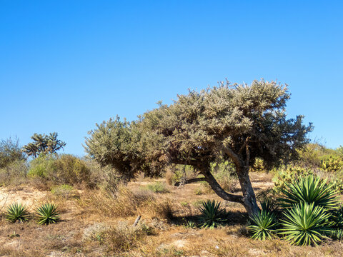 A Silver Thicket Tree (Euphorbia stenoclada) along route Ancienne N9 from Toliara to Andavadoaka, Madagascar