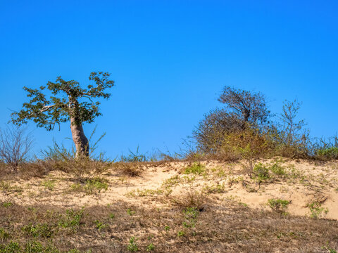 Fony Baobab (Adansonia rubrostipa) along route Ancienne N9 from Toliara to Andavadoaka, Madagascar