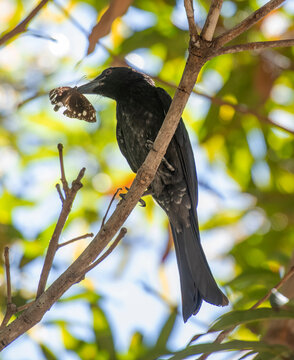 A spangled Drongoe catching a butterfly