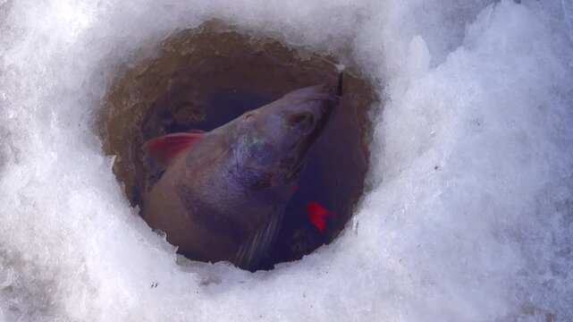 The perch was caught in the middle of a frosty winter. Fish in the hole