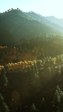 Sunlight shines on trees in a forest. Yellow and green leaves cover the landscape. Mountains rise in the background. The scene captures a moment in nature at sunset.