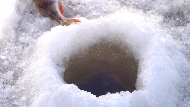 The perch was caught in the middle of a frosty winter. Fish in the hole