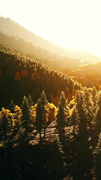 Sunlight beams down on a mountain landscape filled with trees. The scene shows green trees mixed with autumn colors. This is happening in an outdoor natural setting.