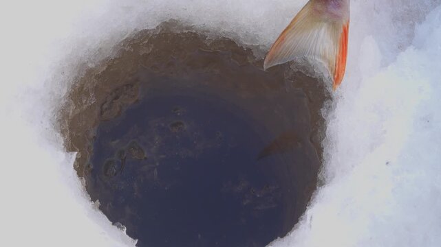 The perch was caught in the middle of a frosty winter. Fish in the hole