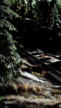 A train track winds through tall trees and grass by a small river. Bright sunlight shines on the scene. The lush greenery surrounds the quiet area.