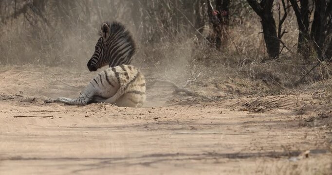A young plains zebra (Equus quagga) foal rolls back and forth in some dusty sand