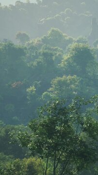 Bright green trees fill the scene with soft fog hovering above the ground. It shows the early morning light shining through the leaves. This is a forest setting with natural beauty.