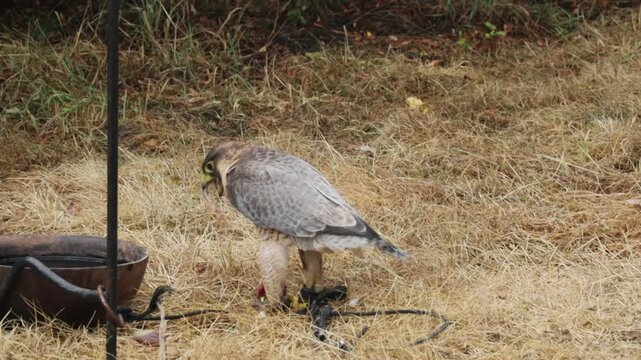 Falcon captures prey on dry grassy ground with bird feeder nearby during daytime with falcon hunting catching feeder natural daylight grassy surface near wildlife photography