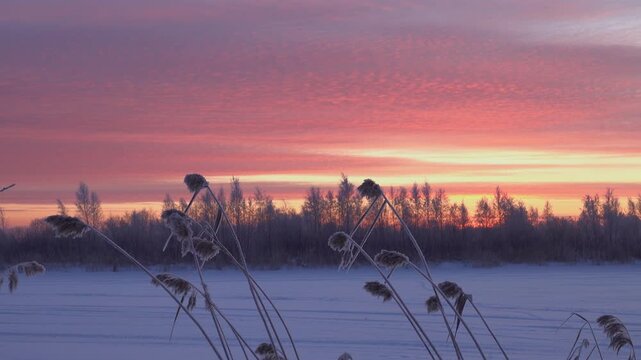 Sunrise, pale aurora on high fleece clouds. It's cold frosty morning (minus 25 degrees), air is still. North-western Russia, frozen river and floodplain forest, frost on reed panicles. Siberian frost