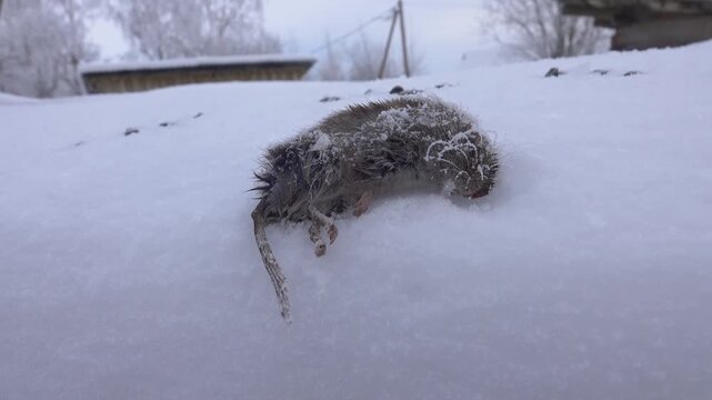 Epizootic. A vole mouse that died in winter during the cold season. The corpse of a vole at a temperature of -30 degrees, frost settled on the whiskers of the animal.