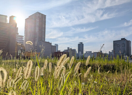 Green foxtail grass growing in an urban vacant lot under sunlight, with city buildings blurred in the background.
