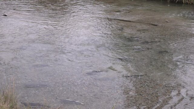 a wide  shot of salmon spawning in pullen creek at skagway, alaska of the usa