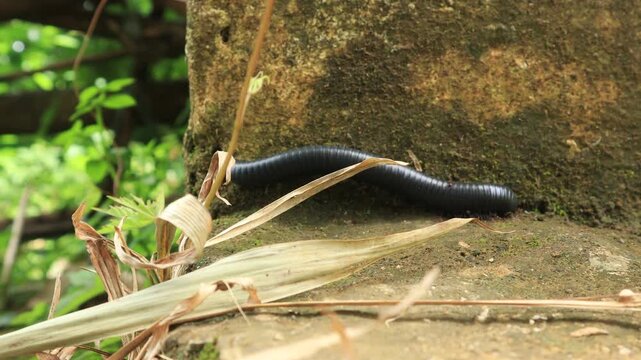 Spirostreptus or animals with long bodies and spines move slowly on the ground. 4K Videos