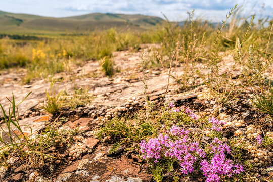 Pink wild thyme wildflowers, thriving on a rocky landscape with sparse vegetation and rolling hills under a cloudy sky, showcase their natural habitat