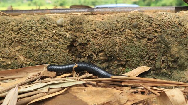 Spirostreptus or animals with long bodies and spines move slowly on the ground. 4K Videos