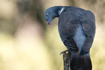 Paloma torcaz (Columba palumbus) dirigiendo la vista hacia la charca © FranciscoJose