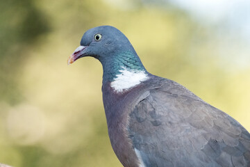Una Paloma torcaz (Columba palumbus) con carácter © FranciscoJose