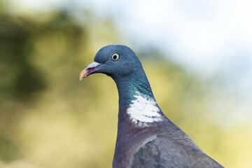 Paloma torcaz (Columba palumbus) con un hermoso boquen  © FranciscoJose