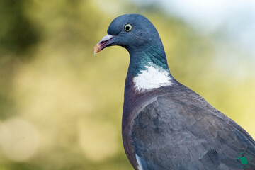 Una bella y robusta Paloma torcaz (Columba palumbus) © FranciscoJose