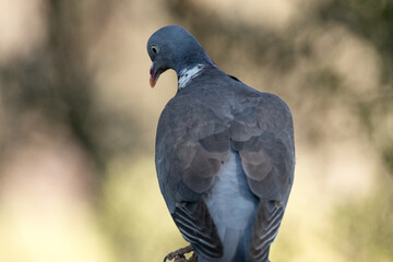 Paloma torcaz (Columba palumbus) sin inmutarse de mi presencia © FranciscoJose