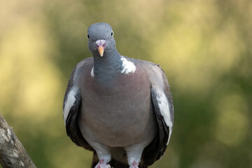 Fototapeta premium Una extraordinaria y bella Paloma torcaz (Columba palumbus)