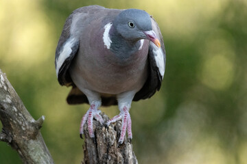 Paloma torcaz (Columba palumbus) en su habita natural © FranciscoJose