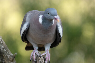 Observando una preciosa Paloma torcaz (Columba palumbus) © FranciscoJose