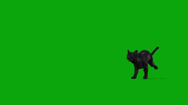 4k black panther running Enter on the left side and exit on the right side animation isolated on Green Screen, 3D black leopard run on the chroma key