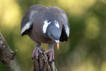 Una preciosa y sedienta Paloma torcaz (Columba palumbus) © FranciscoJose