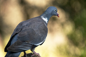 Paloma torcaz (Columba palumbus) disfrutando de su libertad © FranciscoJose