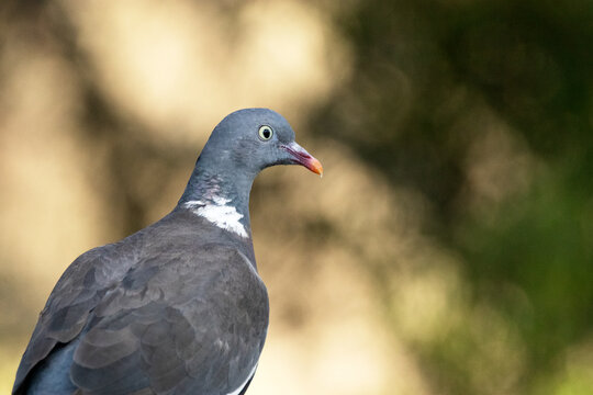 Paloma torcaz (Columba palumbus) al aire libre