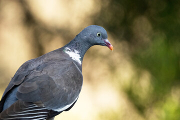 Maravilloso ejemplar de Paloma torcaz (Columba palumbus) © FranciscoJose