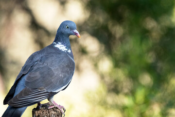 Paloma torcaz (Columba palumbus) con el fondo desenfocado © FranciscoJose
