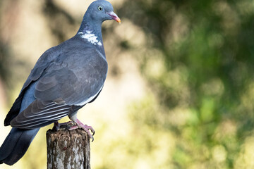 Posada en el tronco seco una maravillosa Paloma torcaz (Columba palumbus) © FranciscoJose