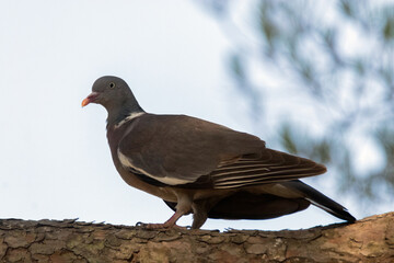 Una voluminosa y elegante Paloma torcaz (Columba palumbus) © FranciscoJose