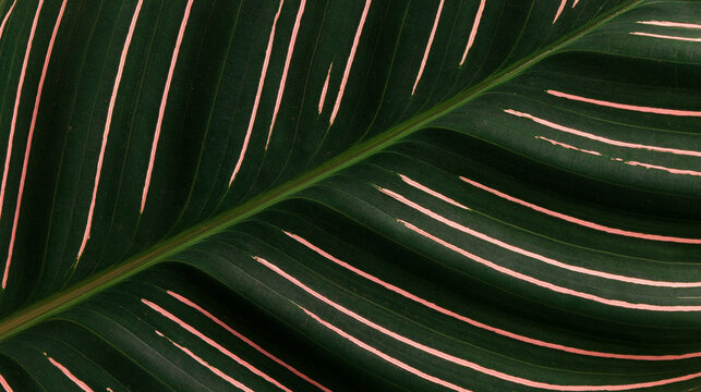 Tropical Leaf with Pink Striped Variegation Detail