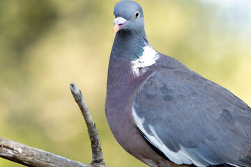 Mirando todo lo que se mueve. Paloma torcaz (Columba palumbus) © FranciscoJose