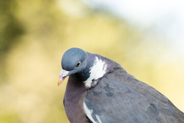 El retrato de una Paloma torcaz (Columba palumbus) © FranciscoJose