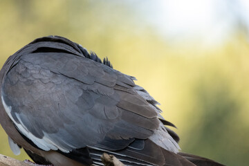 Paloma torcaz (Columba palumbus) con la cabeza entre las plumas © FranciscoJose