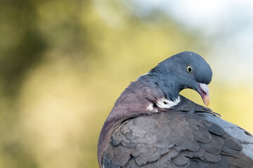 Mirando para todos lados. Paloma torcaz (Columba palumbus) © FranciscoJose