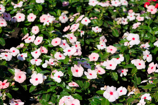 pink catharanthus in the garden