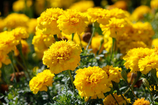yellow marigolds in the garden