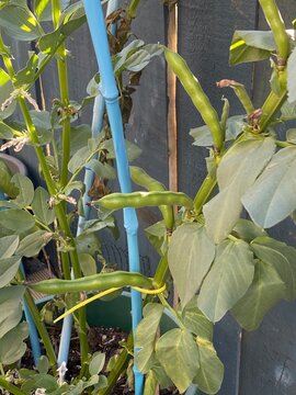 Broad bean Vicia faba herb. Cultivated agricultural crop showing thick angular stems, broad glaucous pinnate leaves and fresh green fruit pods growing on supported stalk. Edible garden legume plant.