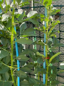 Broad bean Vicia faba herb. Cultivated agricultural crop showing thick angular stems, broad glaucous pinnate leaves and fresh green fruit pods growing on supported stalk. Edible garden legume plant.