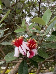 Obraz premium Feijoa Acca sellowiana evergreen shrub showing distinctive ornamental flowers. Fleshy white pinkish petals surrounding vibrant prominent red stamens topped with yellow pollen producing anthers.